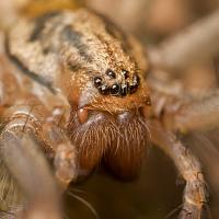 Large House Spider 2 